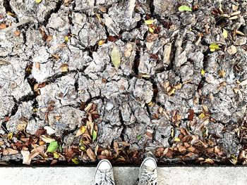 Low section of person standing on leaves