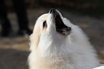 Close-up of a dog