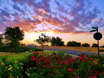 Scenic view of flowering plants on field against sky during sunset