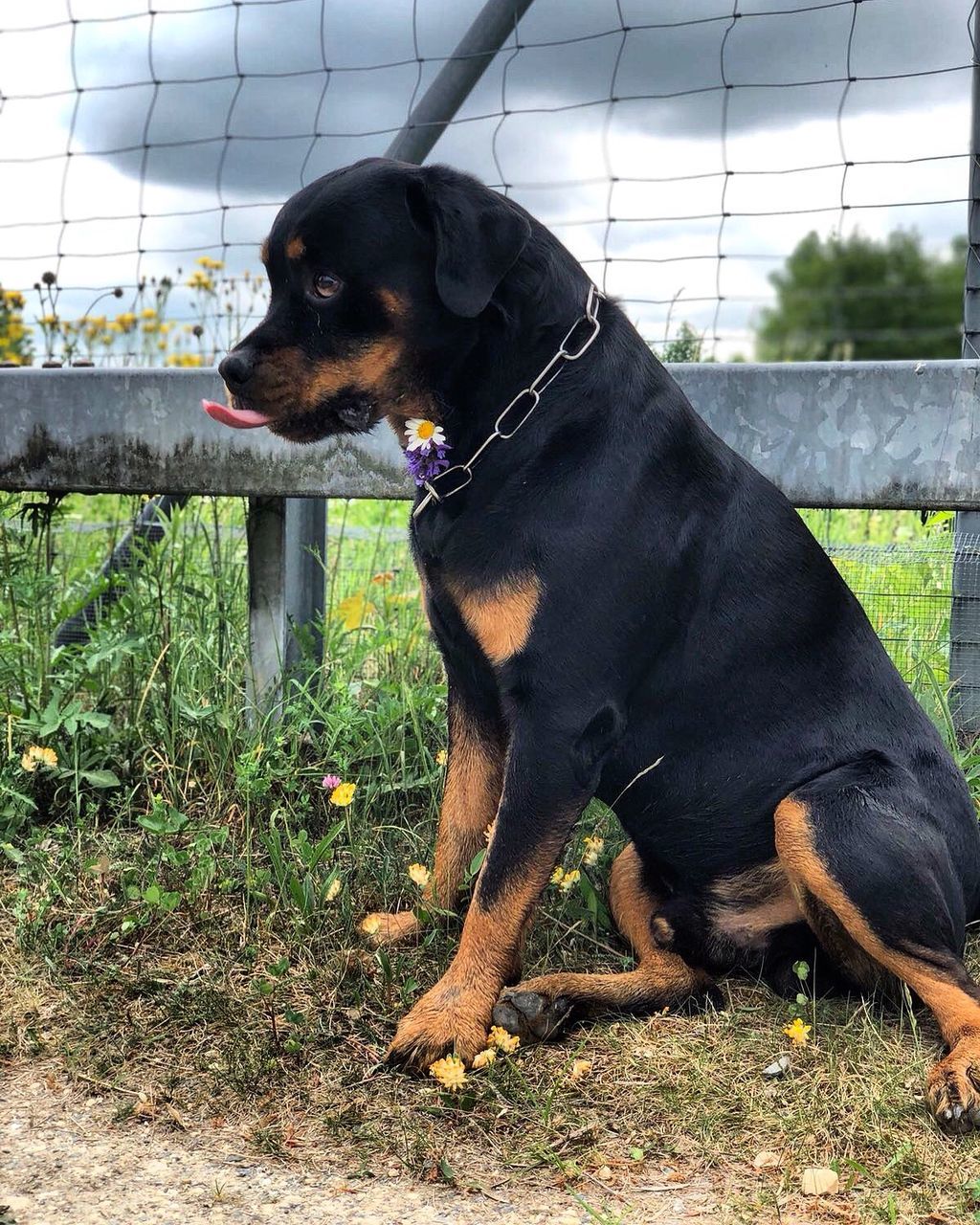 mammal, one animal, pets, animal themes, domestic, animal, domestic animals, vertebrate, canine, dog, plant, looking, black color, grass, looking away, land, field, day, no people, fence, outdoors