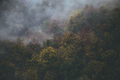 High angle view of trees in forest during autumn