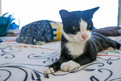 Close-up of a cat resting on bed