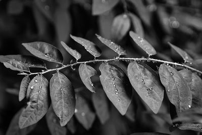 Close-up of wet plant leaves during rainy season