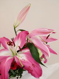 Close-up of pink flower against white background