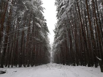 Trees in snow covered forest