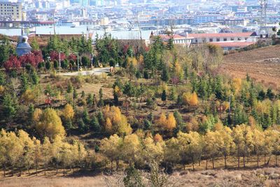 High angle view of trees and buildings in city