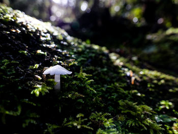Close-up of mushroom growing on field