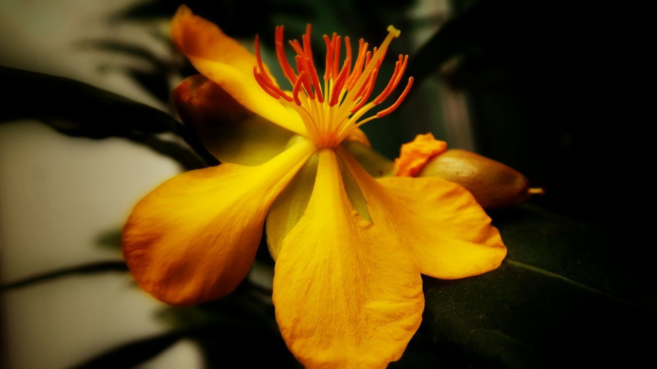 flower, petal, flower head, fragility, freshness, growth, close-up, beauty in nature, blooming, focus on foreground, nature, pollen, single flower, plant, stamen, orange color, yellow, in bloom, blossom, botany