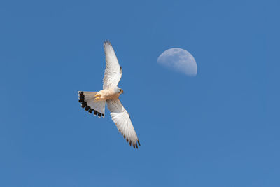 Low angle view of seagull flying against clear blue sky