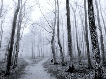 Bare trees in forest during winter