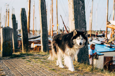 Dog looking away outdoors