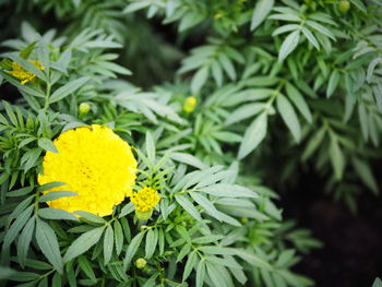 Close-up of yellow flower