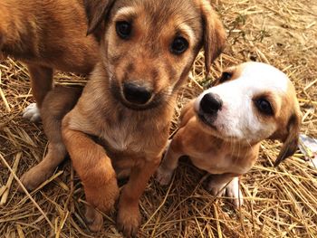 Close-up portrait of dog