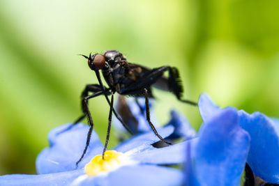 Close-up of insect on purple flower