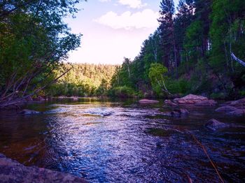 Scenic view of river in forest against sky