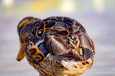 Close-up of bird perching