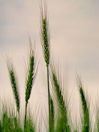 Close-up of grass in water