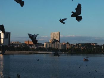 Low angle view of birds flying over river in city