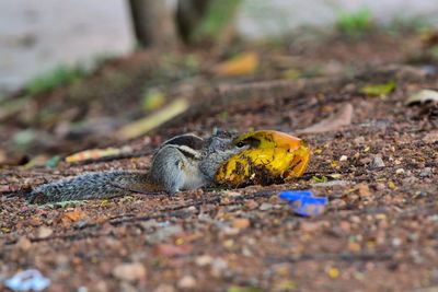 Close-up of squirrel eating