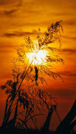 Low angle view of silhouette tree against sky during sunset