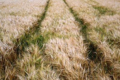 Full frame shot of wheat field