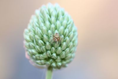 Close-up of flower buds