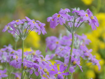 Close-up of purple flowers blooming outdoors