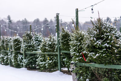 Snow covered plants against trees during winter