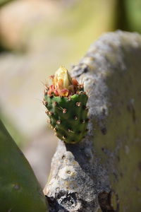 Close-up of succulent plant