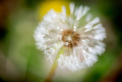 Close-up of white dandelion flower