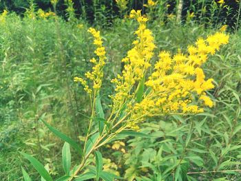 Close-up of yellow flowers