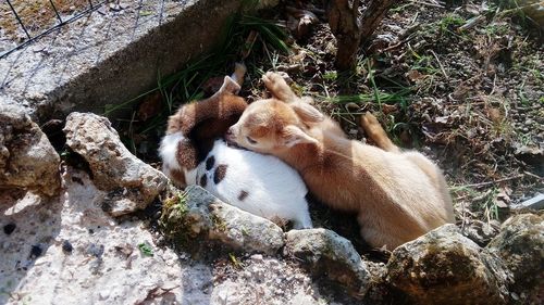 High angle view of animals on rock
