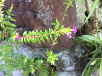 Close-up of plant