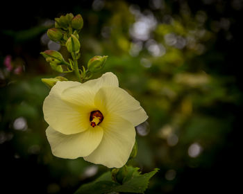 Close-up of white flowering plant