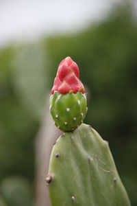 Close-up of plant