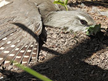 High angle view of lizard on land