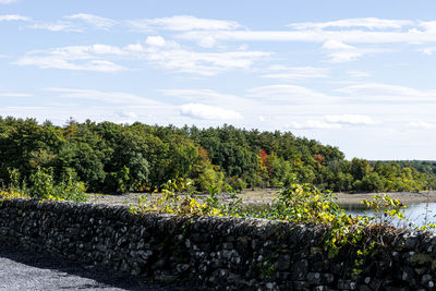 Plants growing by trees against sky