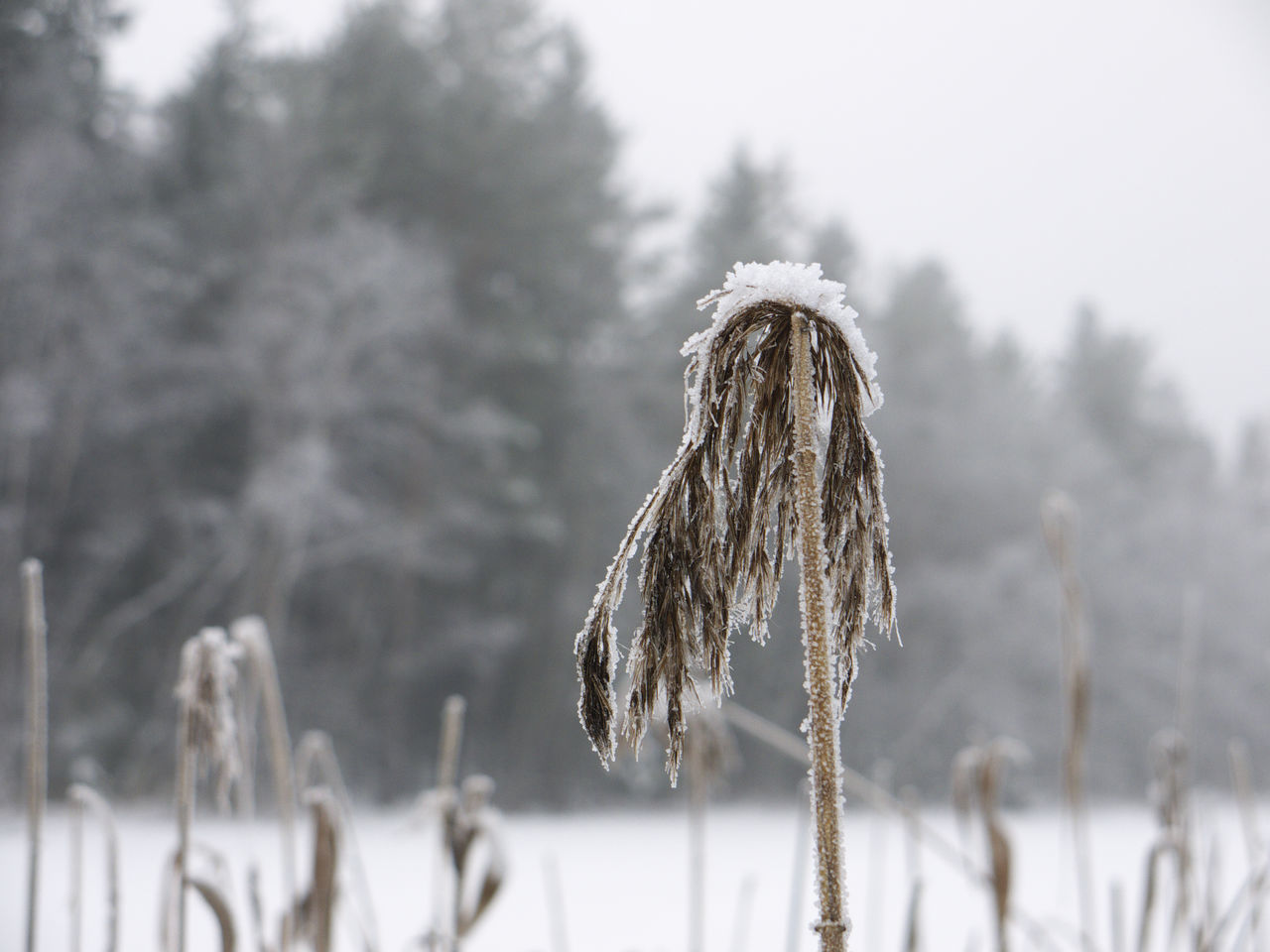 Frosty plant