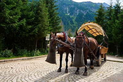 Horse harness with cart in mountain forest. harnessed horses eat food from bags