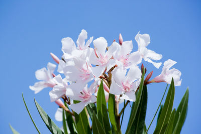 Low angle view of pink flowering plant against clear blue sky