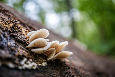 Close-up of mushroom growing outdoors