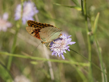 Butterfly pollinating on flower