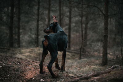 View of a dog on a field