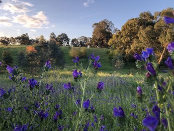 Purple flowering plants on field against sky