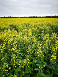 Scenic view of oilseed rape field against sky in western australia.