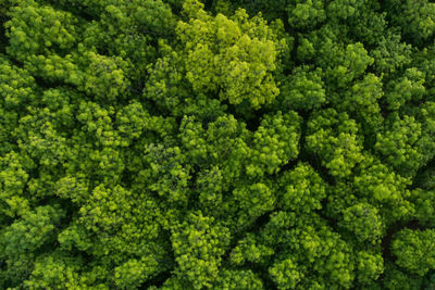 Full frame shot of fresh green plants