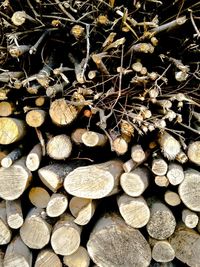 Stack of logs in forest