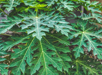 High angle view of wet plant on field