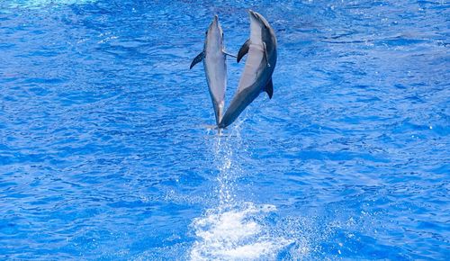 Dolphin leaping at sea