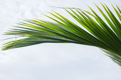 Low angle view of palm tree leaves against sky